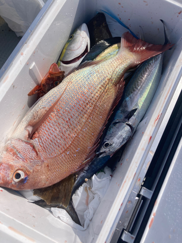 タイの釣果