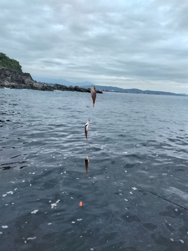 ネンブツダイの釣果