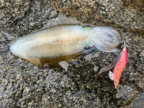 アオリイカの釣果