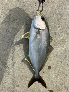 ショゴの釣果