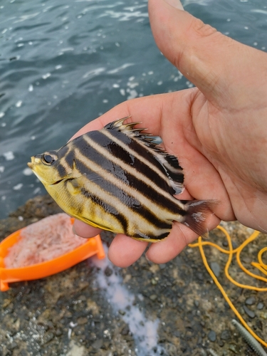 カゴカキダイの釣果