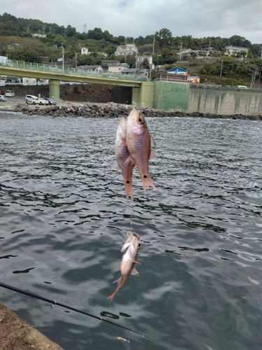 ネンブツダイの釣果