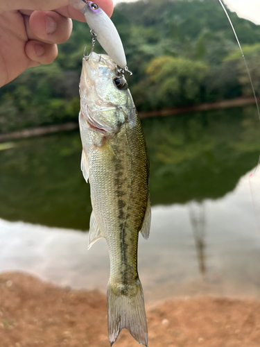 ラージマウスバスの釣果