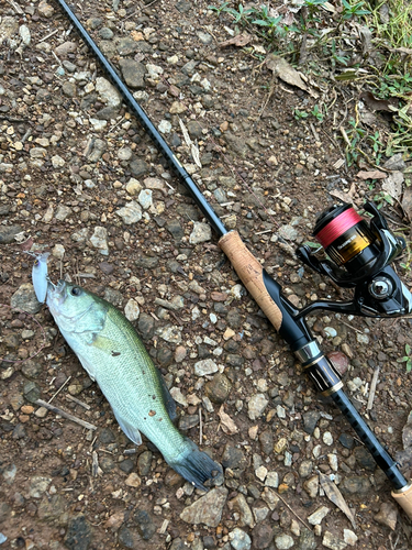 ラージマウスバスの釣果