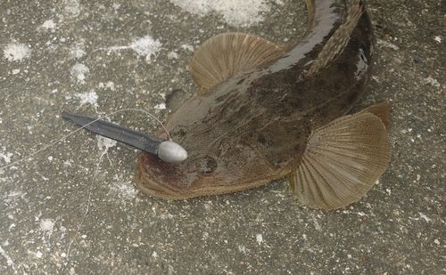 マゴチの釣果