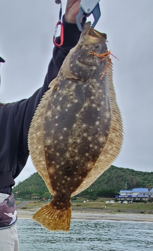 ヒラメの釣果