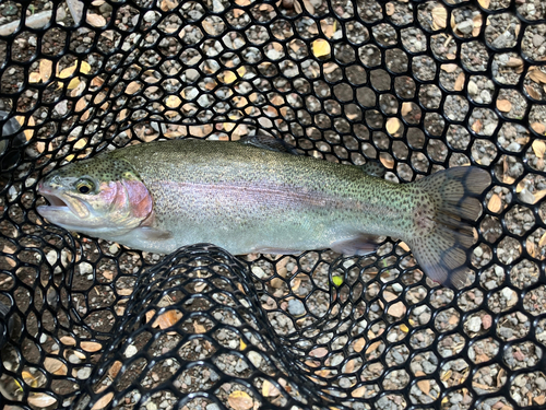 ニジマスの釣果