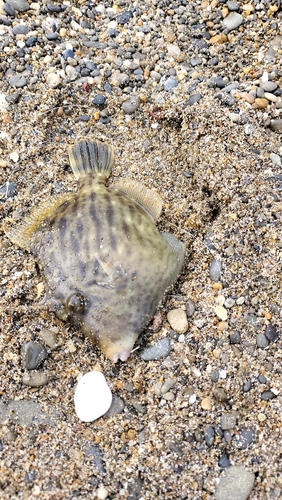 カワハギの釣果