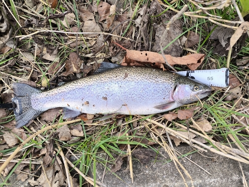 ニジマスの釣果