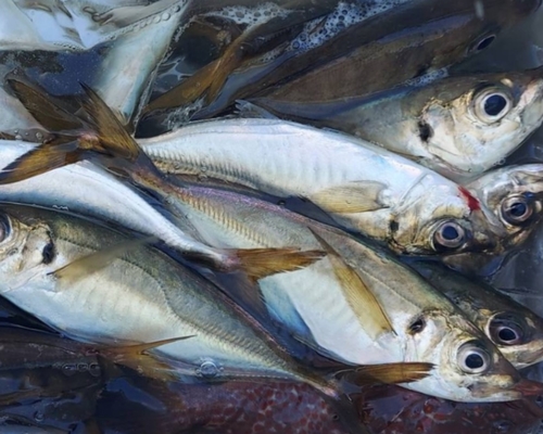 アジの釣果