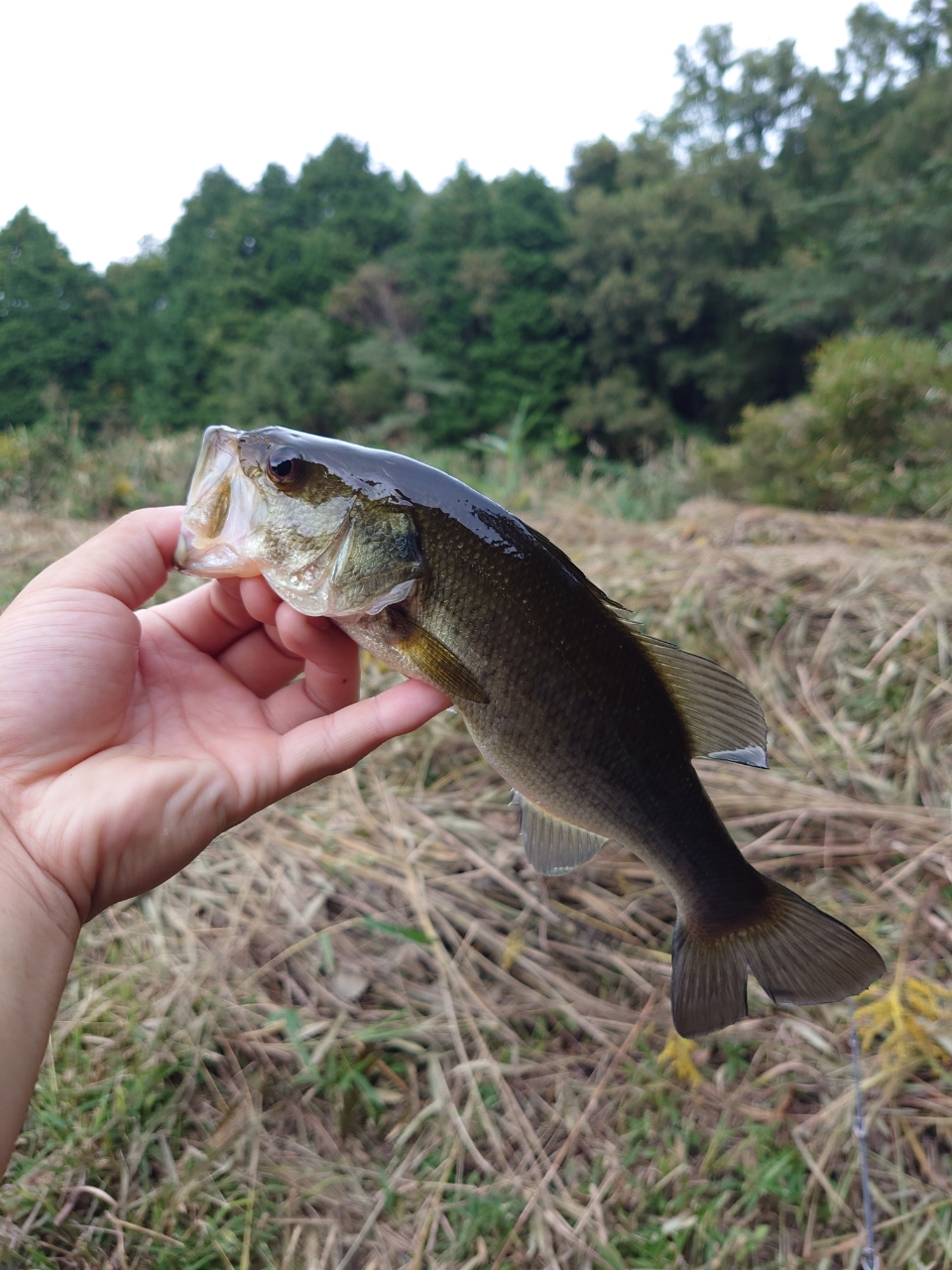 ブラックバス