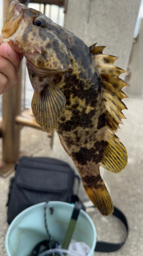 タケノコメバルの釣果