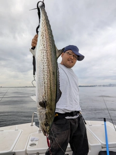 サワラの釣果