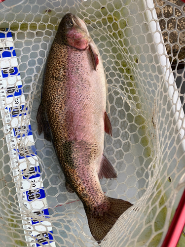 ニジマスの釣果