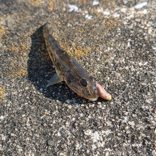 ハゼの釣果