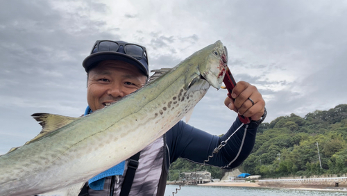 サワラの釣果