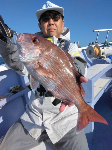 マダイの釣果