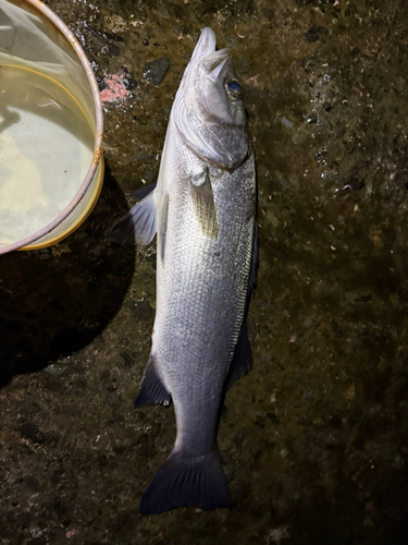 ヒラスズキの釣果