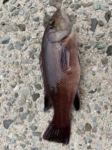 コブダイの釣果