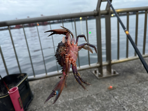 カニの釣果