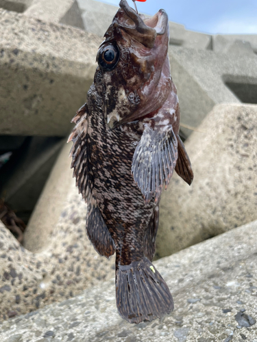 オウゴンムラソイの釣果