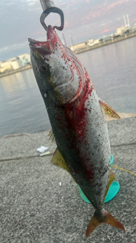 ハマチの釣果