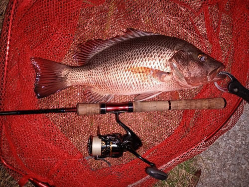 ゴマフエダイの釣果