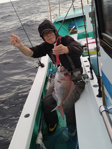 マダイの釣果