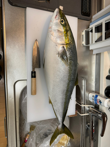 ブリの釣果