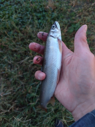 アユの釣果