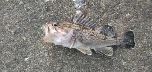 クロソイの釣果