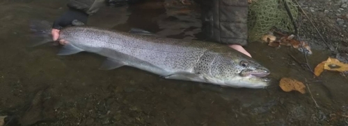 イトウの釣果