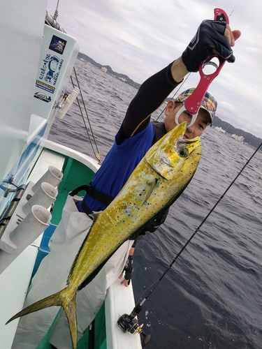 シイラの釣果