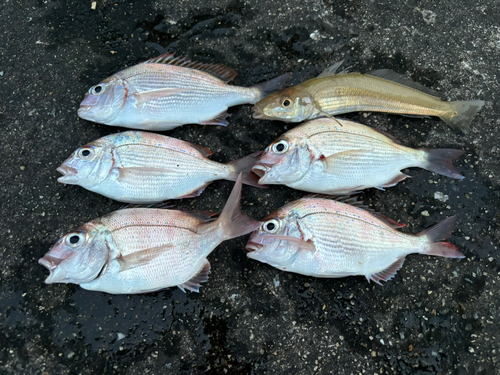 チャリコの釣果