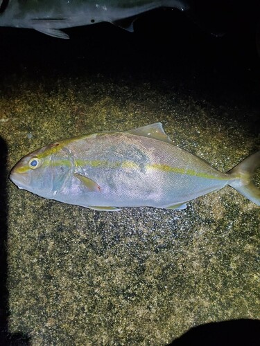 ショゴの釣果