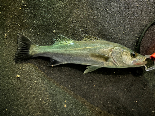 セイゴ（マルスズキ）の釣果