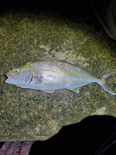 ショゴの釣果