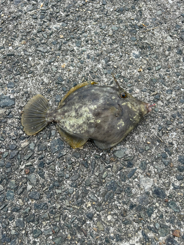 カワハギの釣果