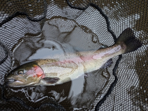 ニジマスの釣果