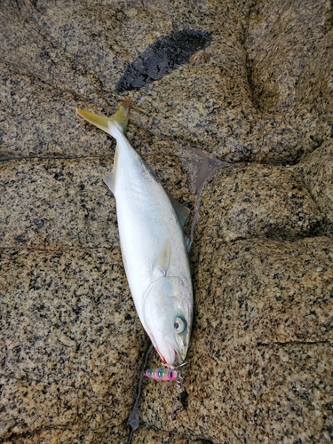 ショゴの釣果