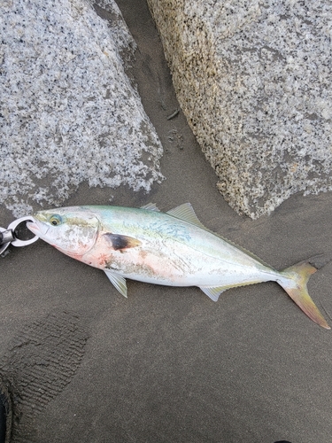 イナダの釣果