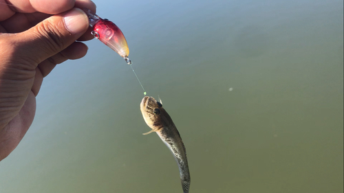 マハゼの釣果