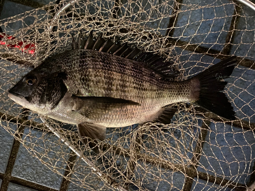 クロダイの釣果