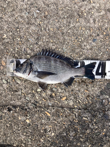 クロダイの釣果