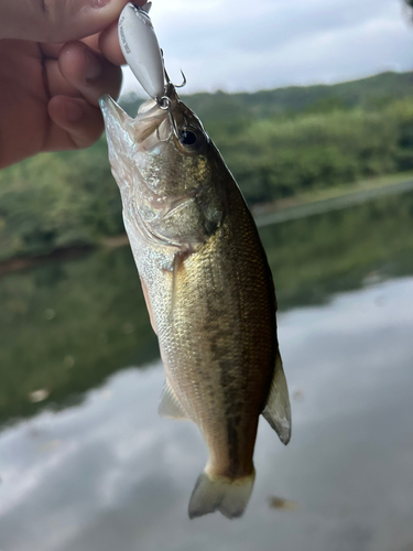 ラージマウスバスの釣果