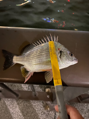 キビレの釣果