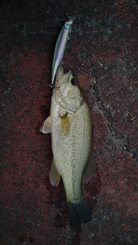 ラージマウスバスの釣果