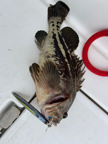 シマゾイの釣果