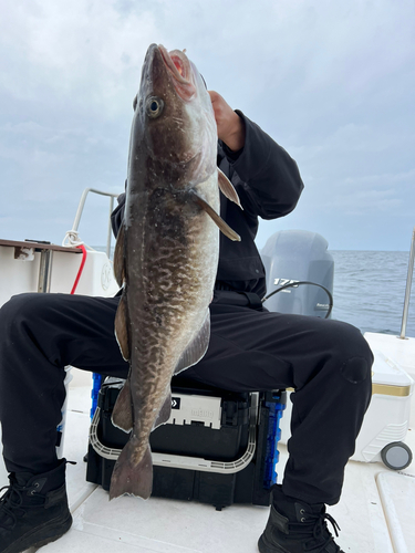 タラの釣果