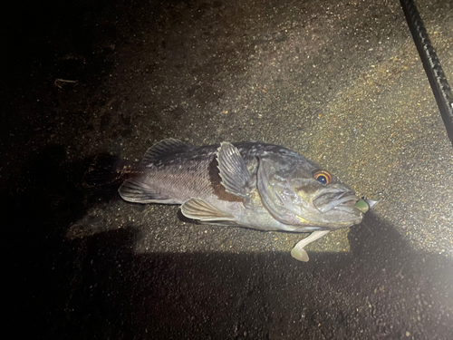 クロソイの釣果